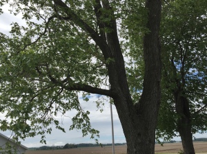 The "swing tree." My swing hung from the horizontal branch.
