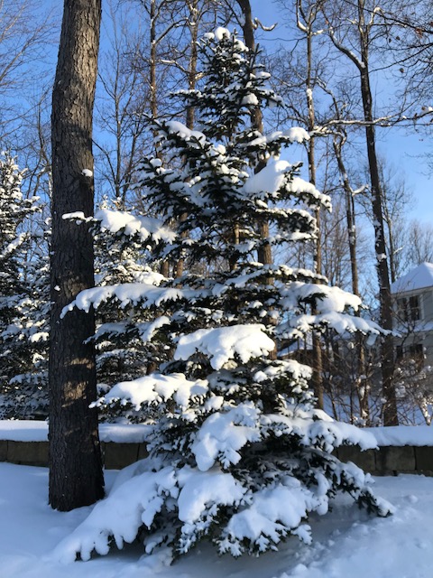 IMG_9998 snowy pine tree